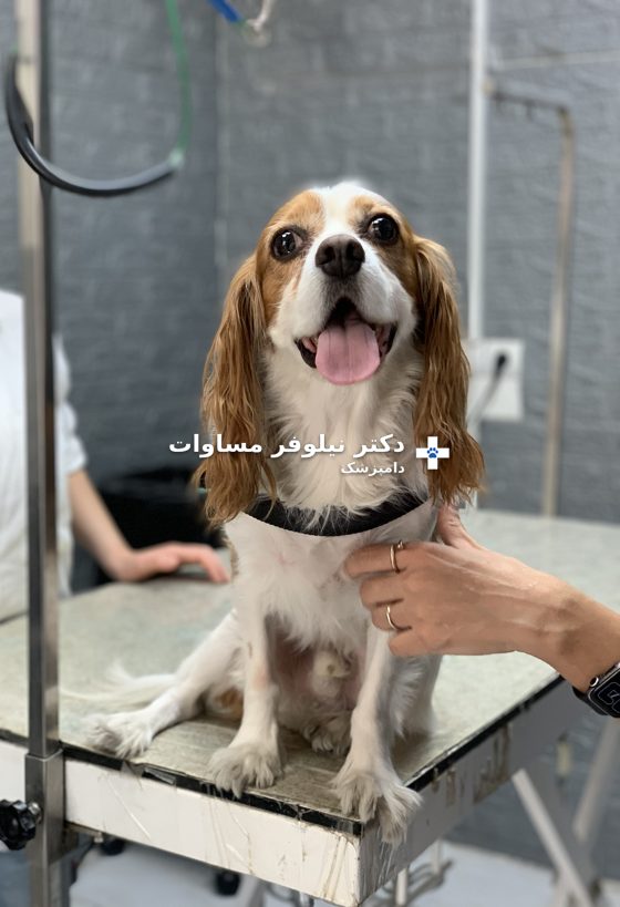 کاوالیر کینگ چارلز اسپانیل