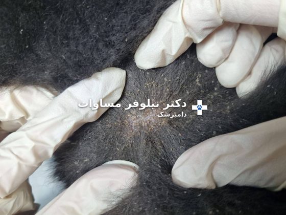 آلودگی به شپش در پوست و موی سگ، پروندهٔ پنی