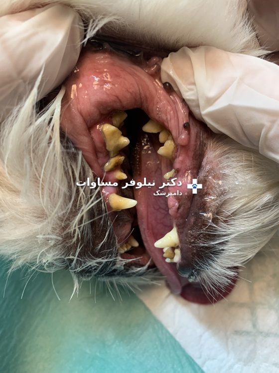دندان‌های سگ با جرم زیاد، قبل از جرم‌گیری