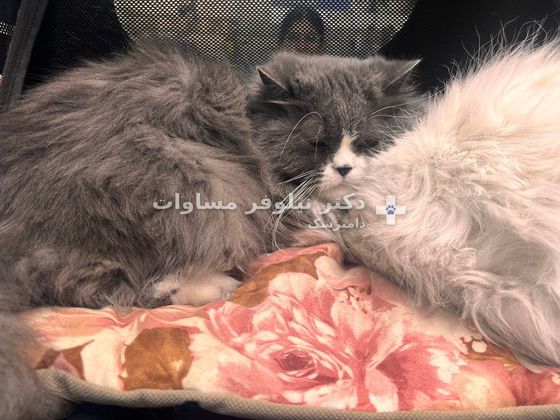 گربهٔ پشمالو در باکس حمل هنگام آمدن به کلینیک