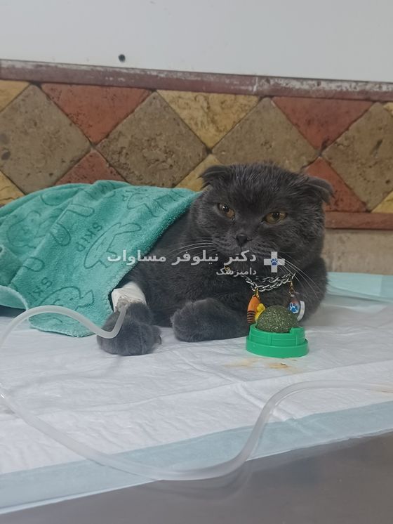 همان گربه هنگام سرم‌درمانی در کلینیک