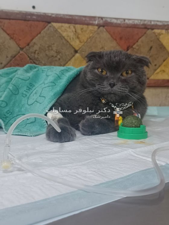 گربهٔ بستری با آنژیوکت در دست در حال دریافت سرم