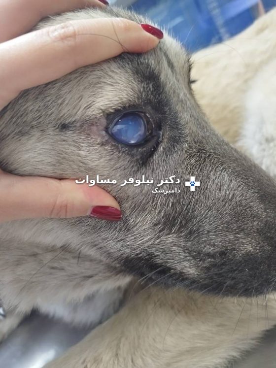 چشم کدر و آبی‌رنگ یک سگ مبتلا به هپاتیت عفونی، قبل از درمان