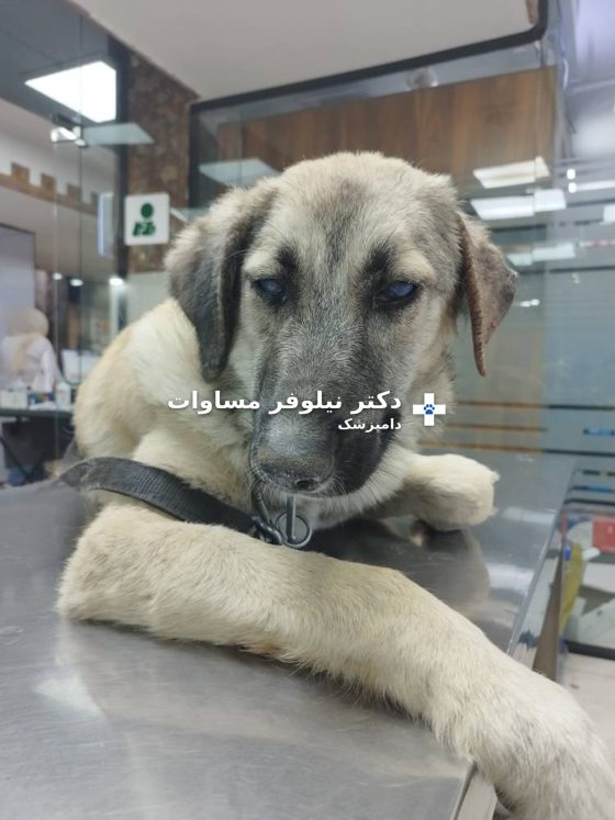 توله‌سگ با چشم‌های آبی‌رنگ و بی‌حال، قبل از درمان