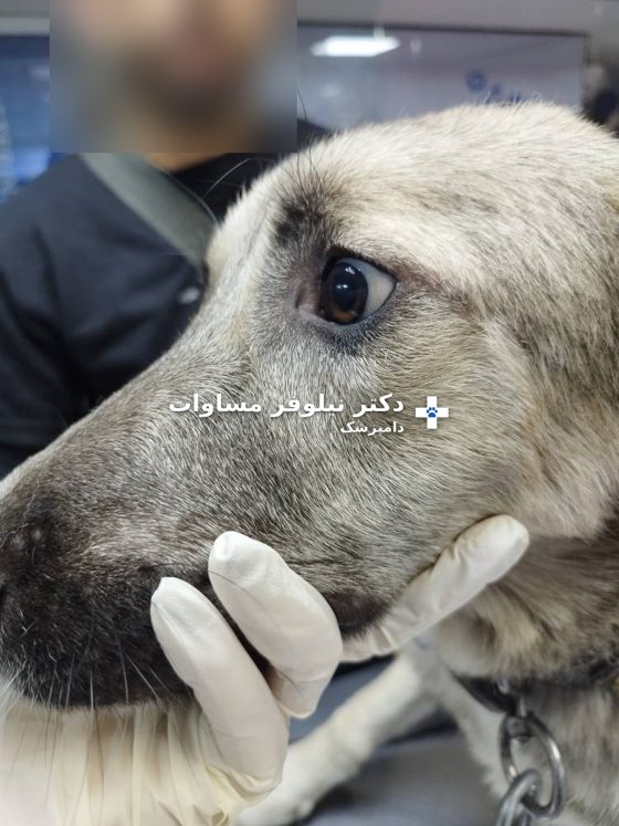 چشم شفاف سگ بعد از بهبود