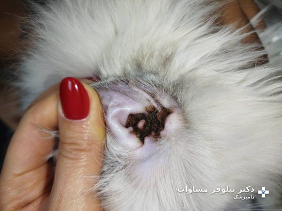 گوش گربه با ترشح قهوه‌ای تیره‌رنگ ناشی از جرب گوش