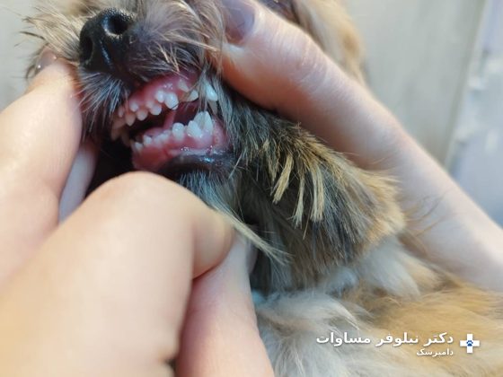 دندان‌های شیری باقی‌مانده در دهان یک سگ کوچک