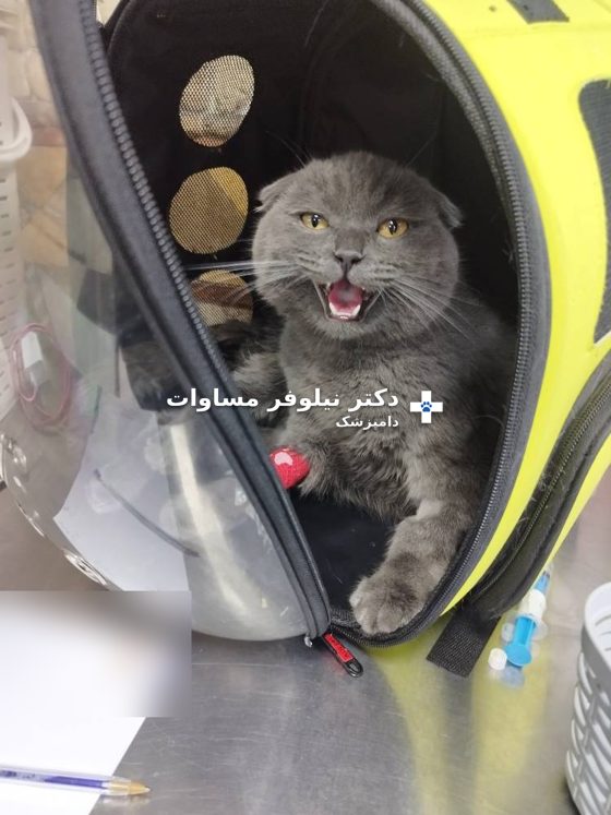 گربه در حامل هنگام ورود به کلینیک برای درمان انسداد ادراری
