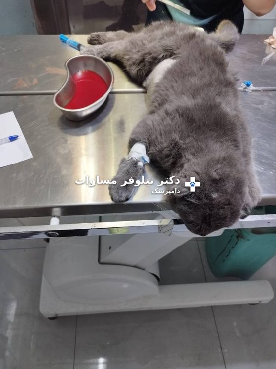گربهٔ بستری با آنژیوکت در دست در حال دریافت درمان