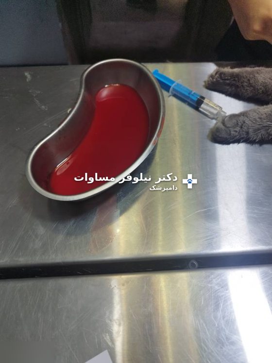 ادرار خونی گربه در ظرف معاینه