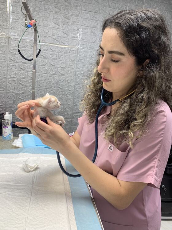 دکتر مساوات هنگام معاینهٔ یک بچه‌گربهٔ کوچک